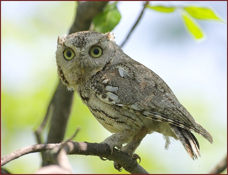 eastern screech-owl