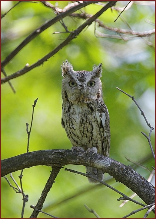 eastern screech-owl