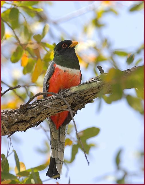 Elegant Trogon, Cave Creek