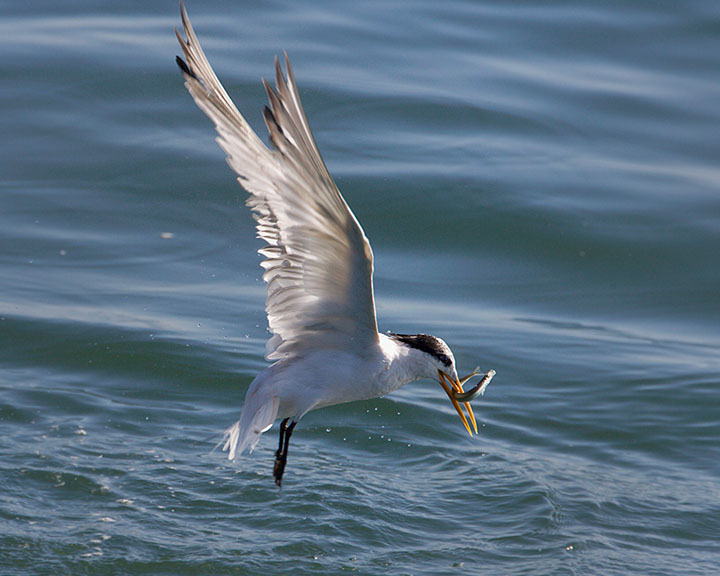 Elegant Tern