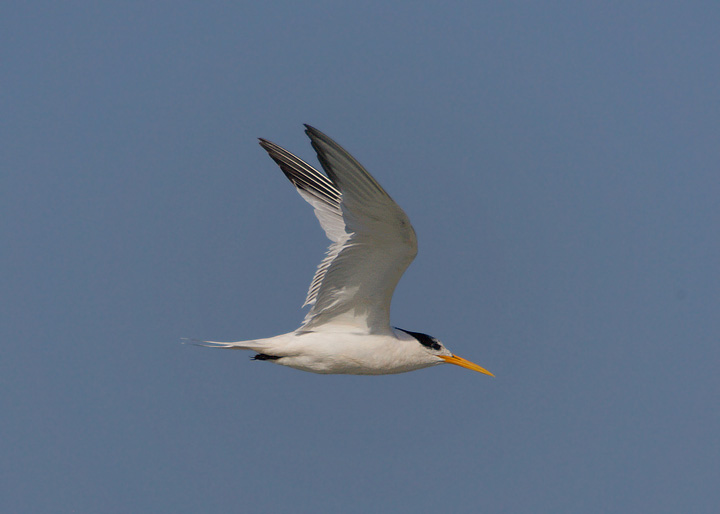 Elegant Tern