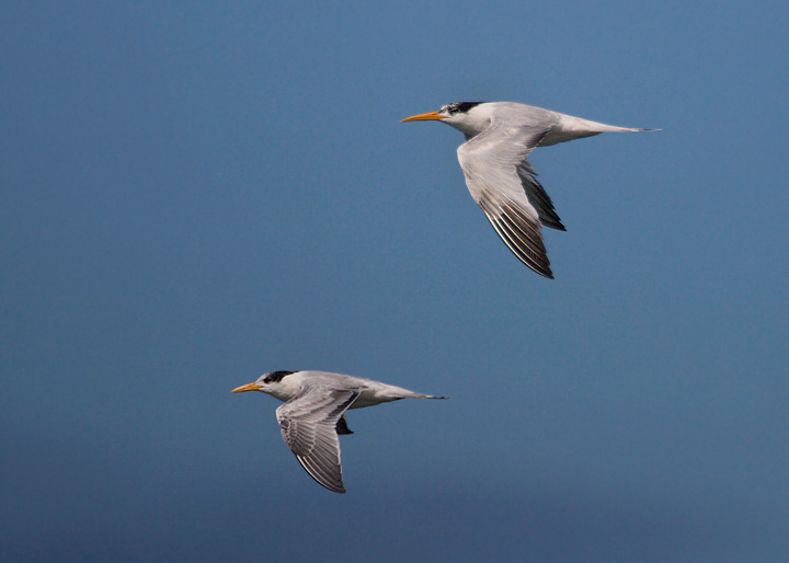 Elegant Tern