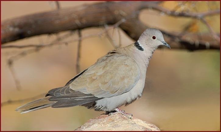 eurasian collared dove