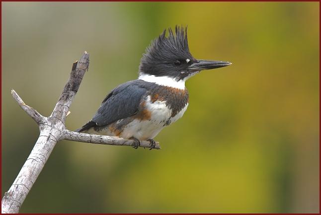 Belted Kingfisher