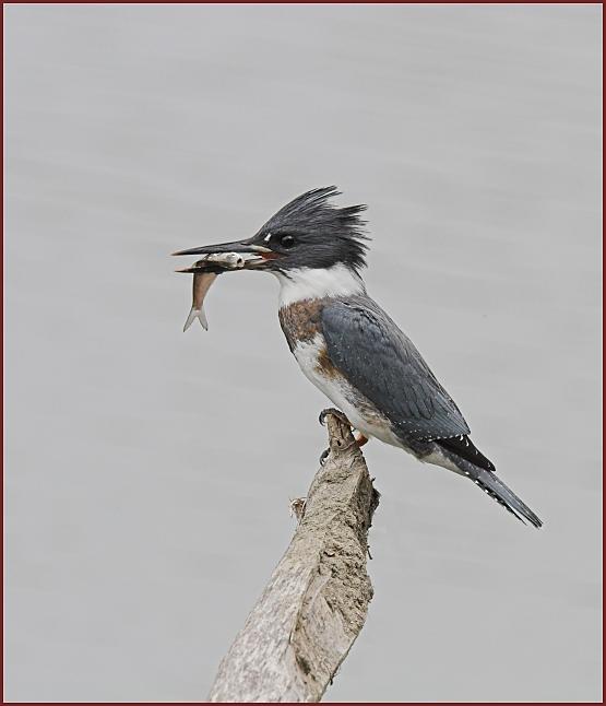 belted kingfisher