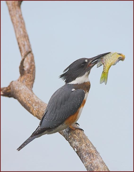 belted kingfisher