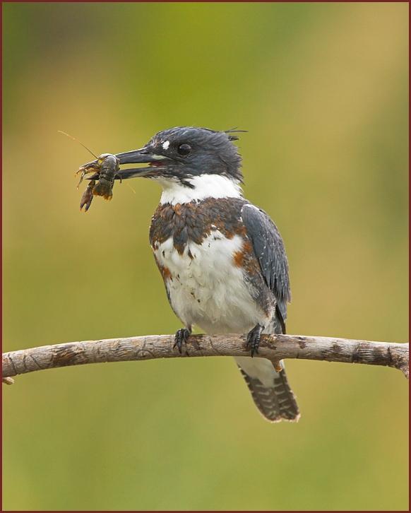 belted kingfisher