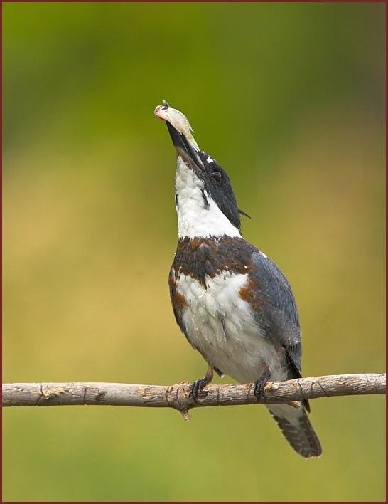 belted kingfisher