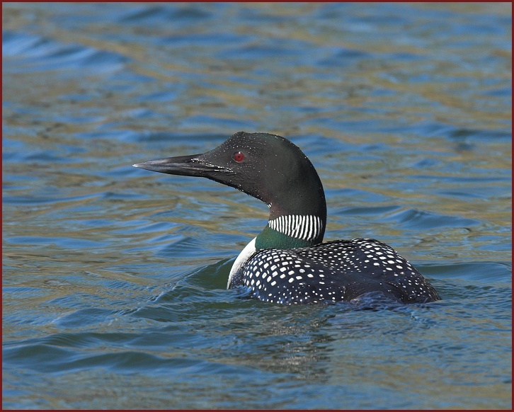 common loon