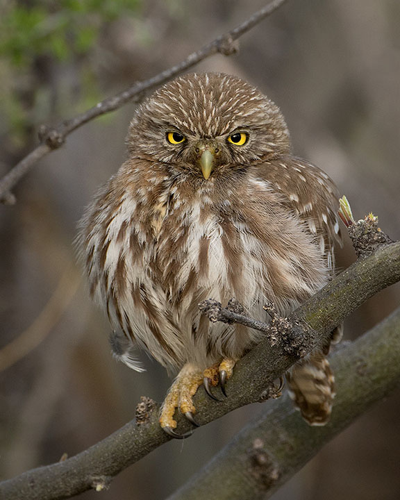 Ferruginous Pygmy-Owl