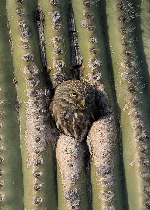 Ferruginous Pygmy-Owl