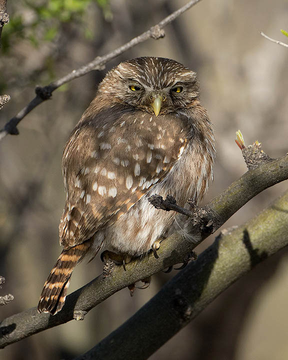 Ferruginous Pygmy-Owl