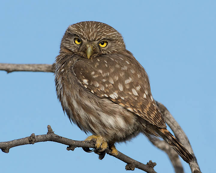 Ferruginous Pygmy-Owl