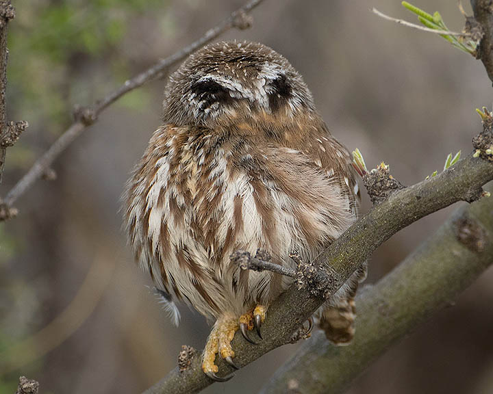 Ferruginous Pygmy-Owl