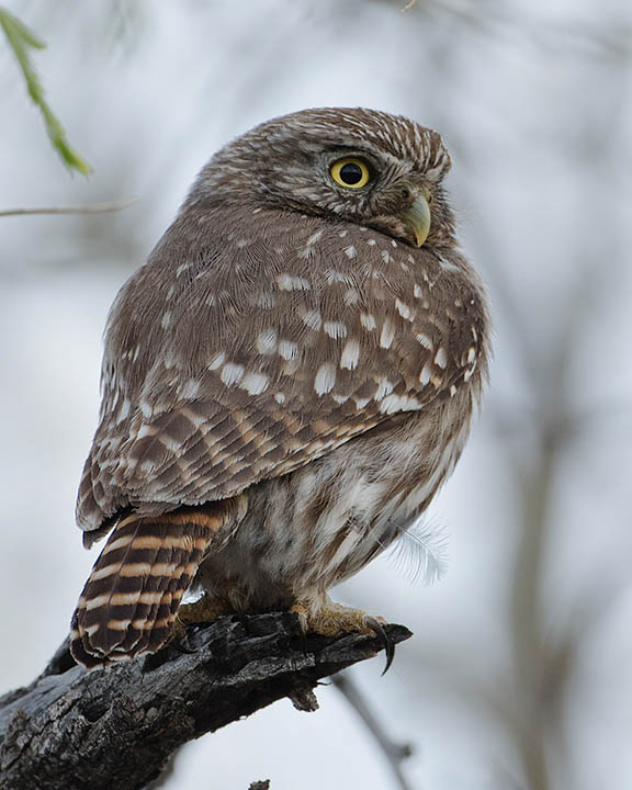 Ferruginous Pygmy-Owl