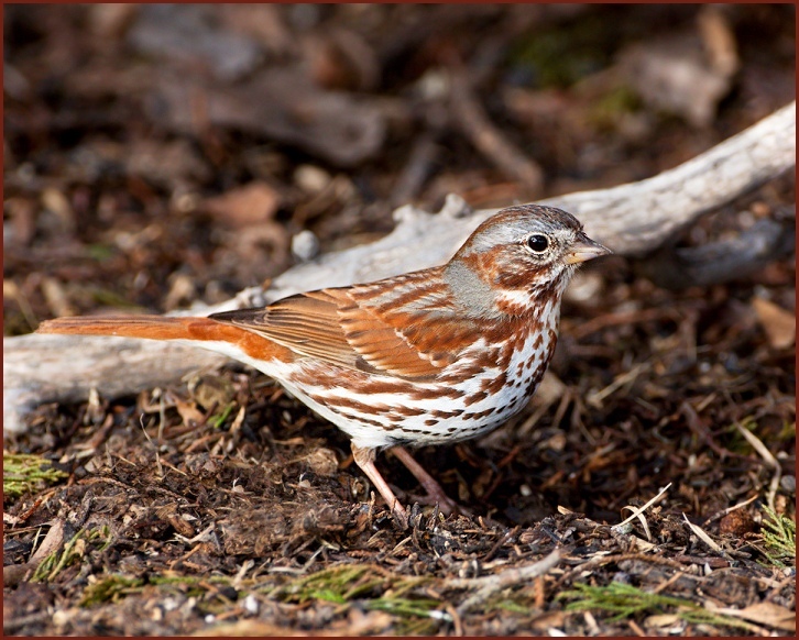 fox sparrow