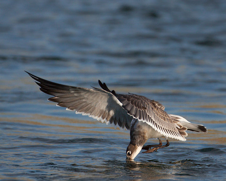 Franklin's Gull