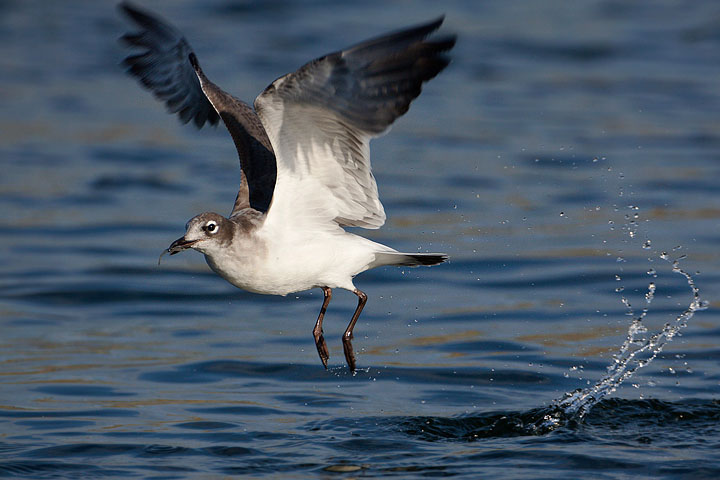 Franklin's Gull