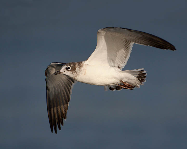 Franklin's Gull