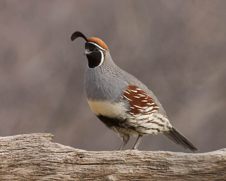 Gambel's Quail