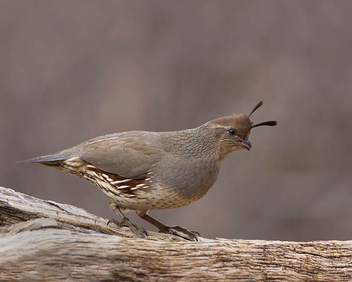 Gambel's Quail