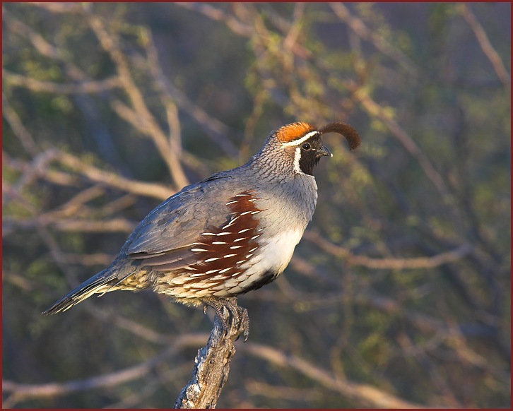 Gambel's Quail