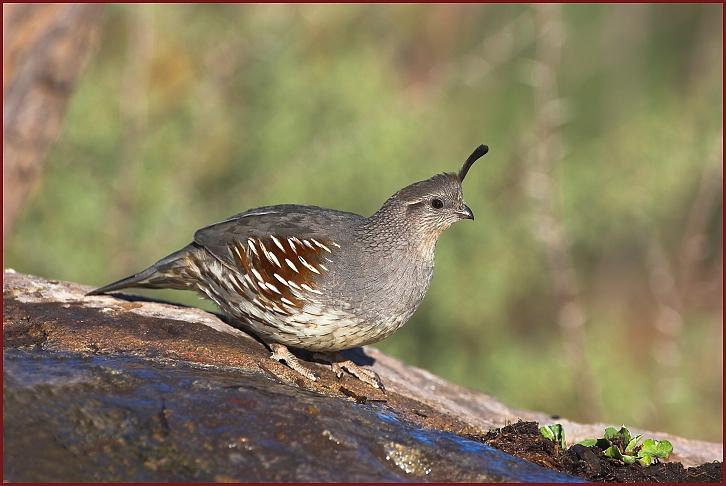 Gambel's quail