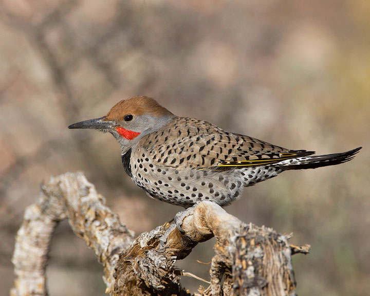 Gilded Flicker