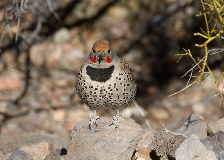 Gilded Flicker