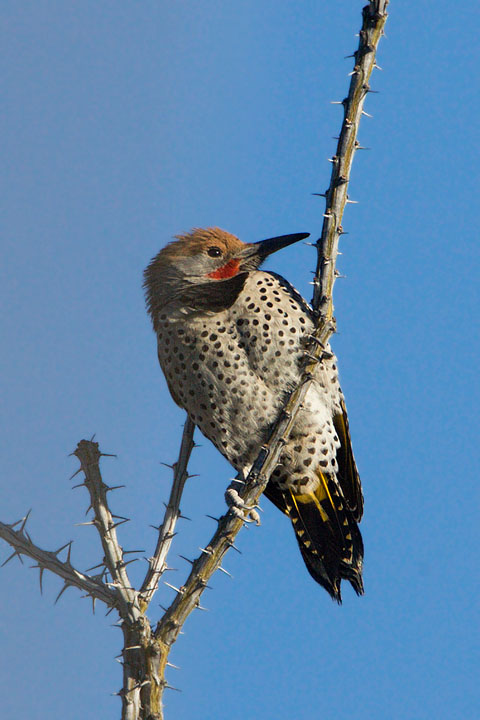 Gilded Flicker