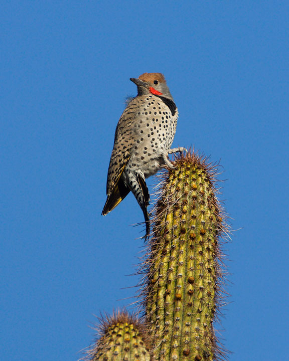 Gilded Flicker