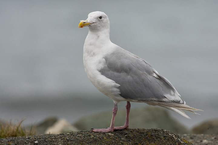 Glaucous-winged Gull