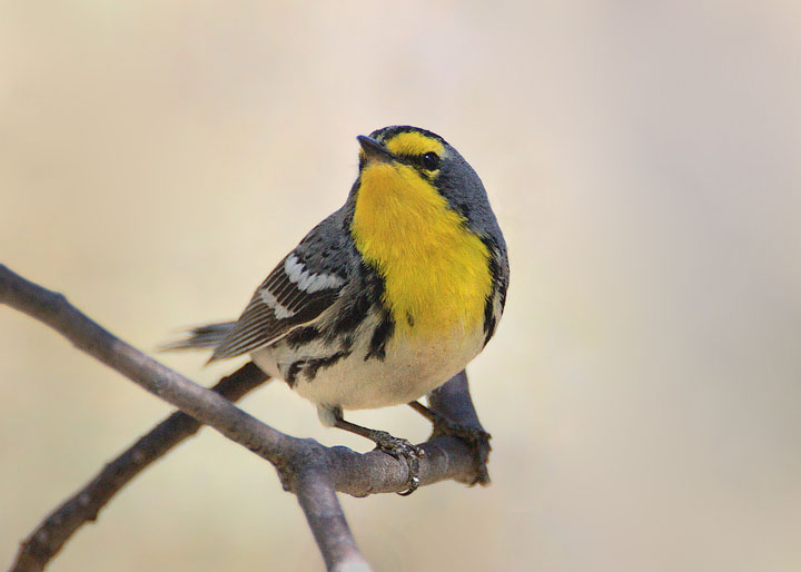 Grace's Warbler