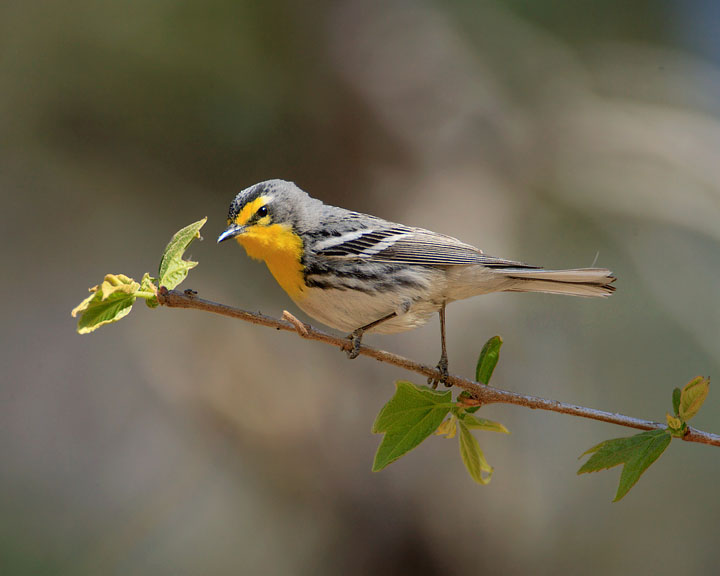 Grace's Warbler