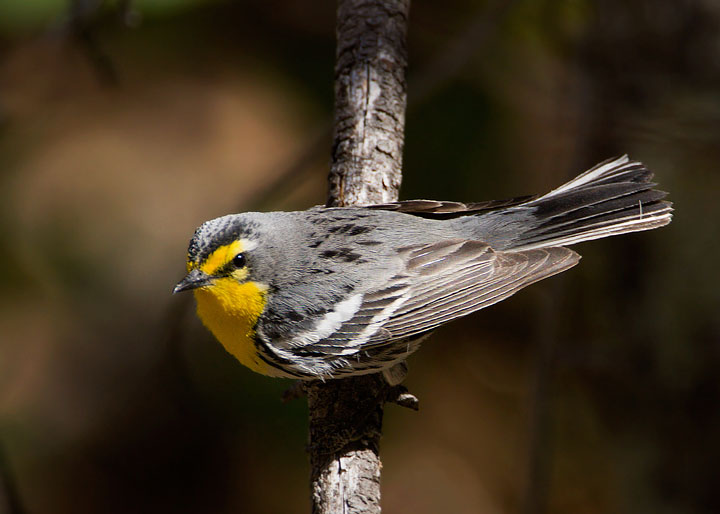 Grace's Warbler