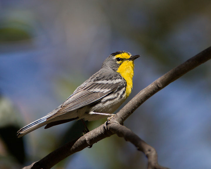 Grace's Warbler