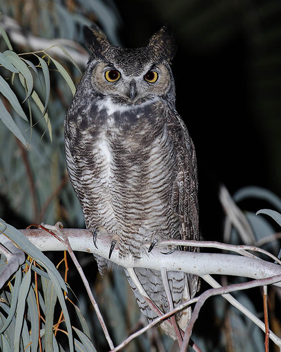 Great Horned Owl