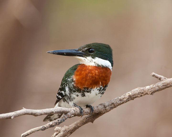 Green Kingfisher