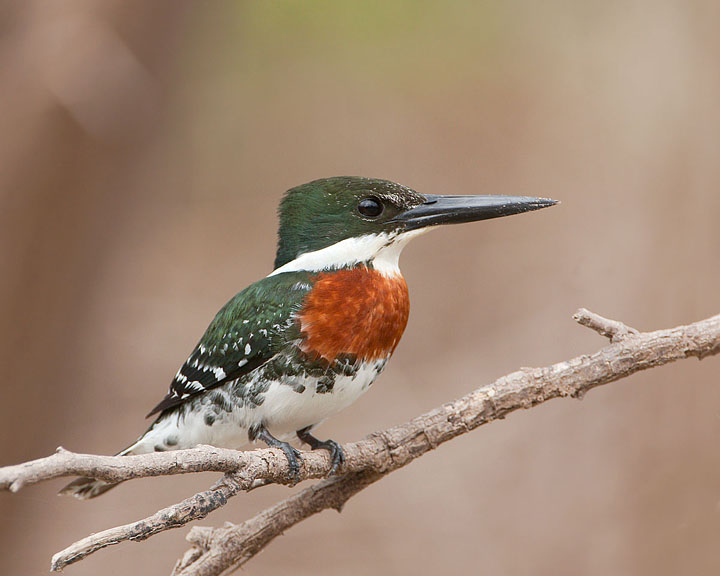 Green Kingfisher