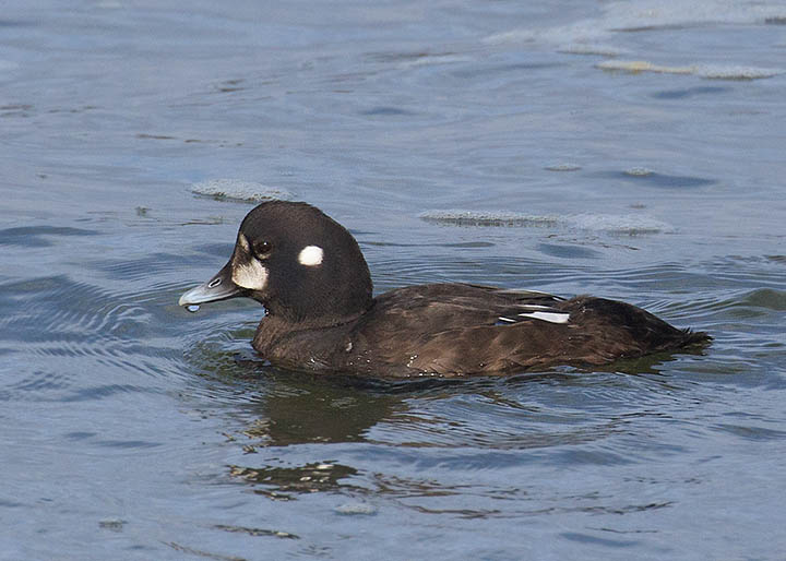 Harlequin Duck