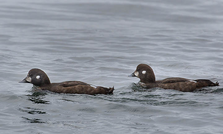 Harlequin Duck