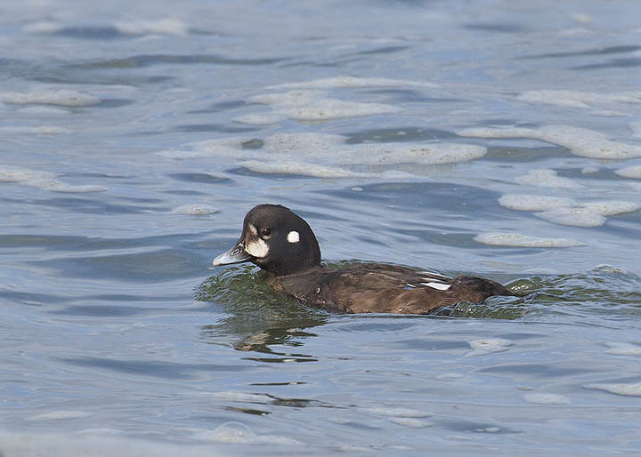 Harlequin Duck