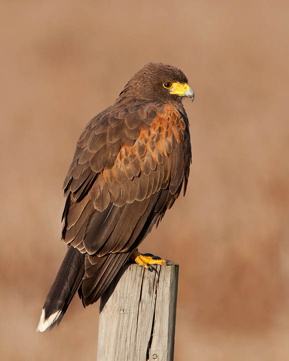 Harris's Hawk