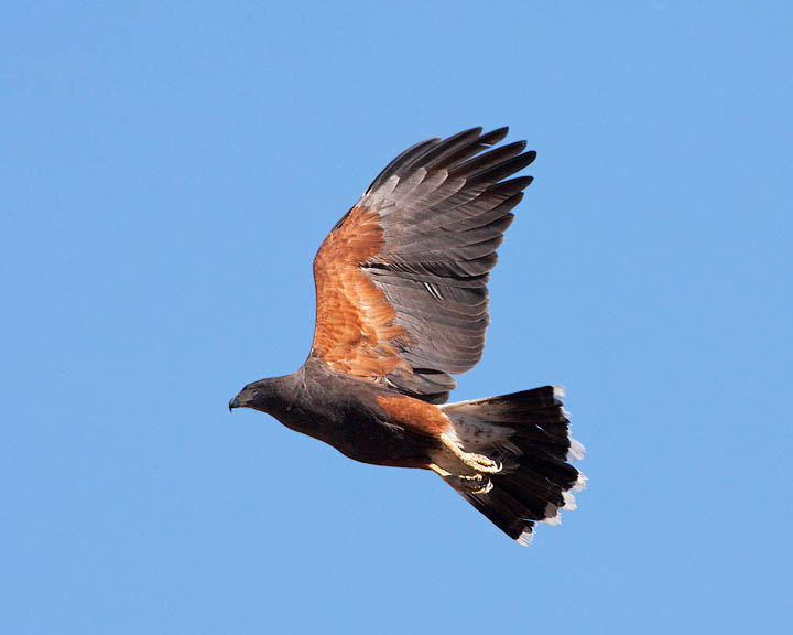 Harris's Hawk