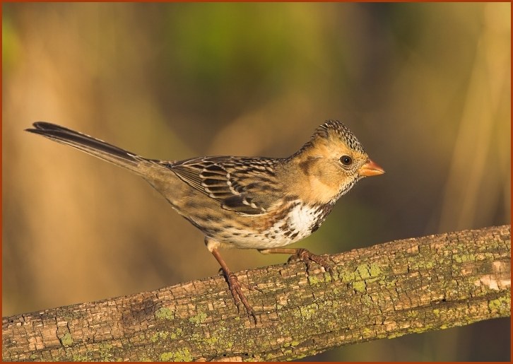 Harris's sparrow