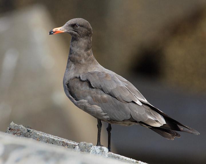 Heermann's Gull