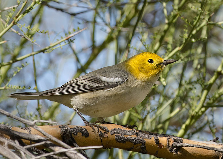 Hermit Warbler