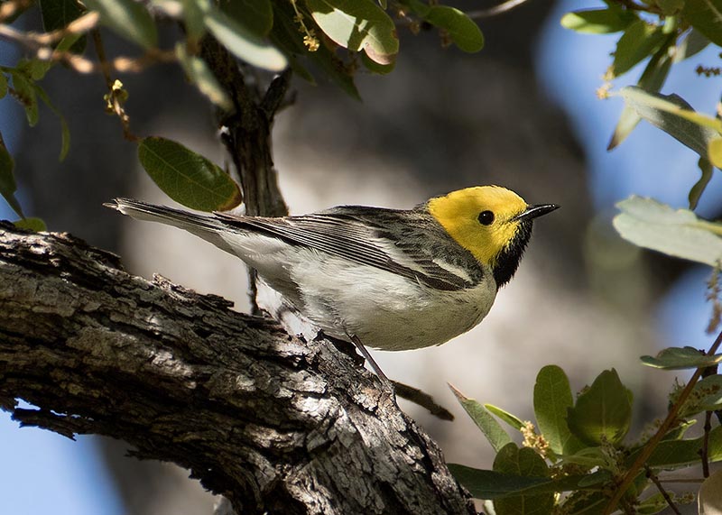 Hermit Warbler