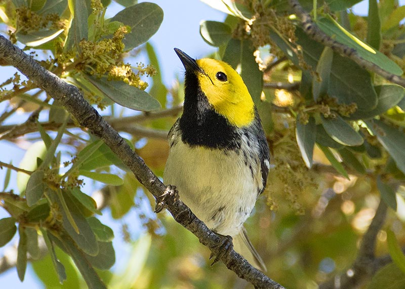 Hermit Warbler