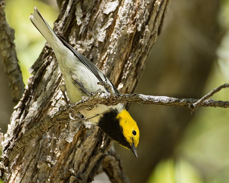 Hermit Warbler